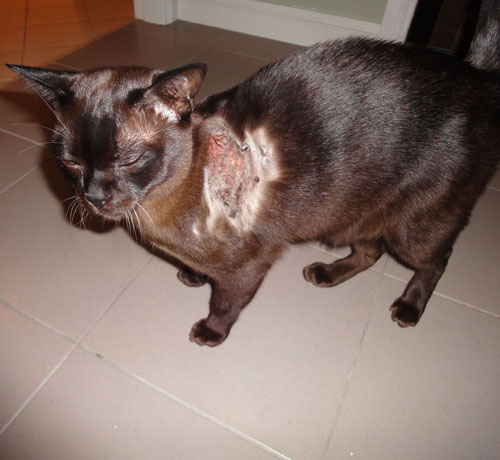 burmese cat with ehlers danlos syndrome