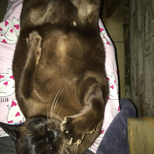 burmese cat with ehlers danlos syndrome