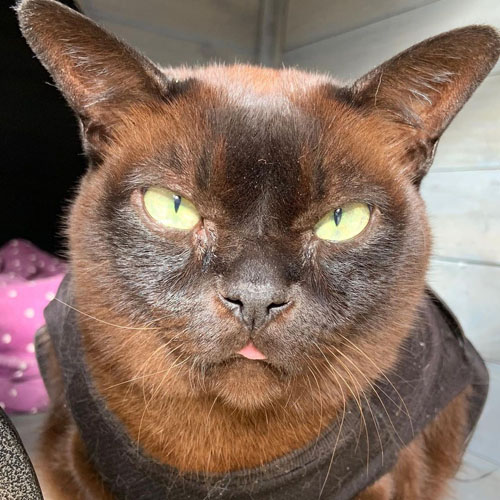 burmese cat with ehlers danlos syndrome