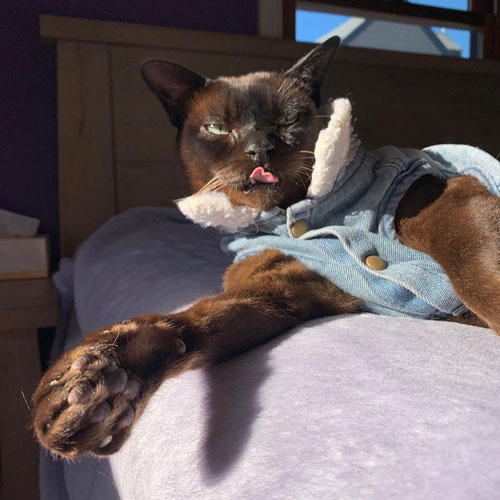 burmese cat with ehlers danlos syndrome