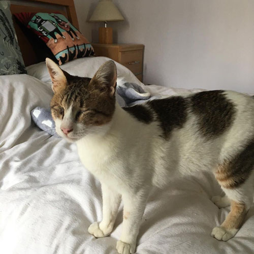 blind former street cat