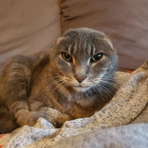 earless rescue tabby cat