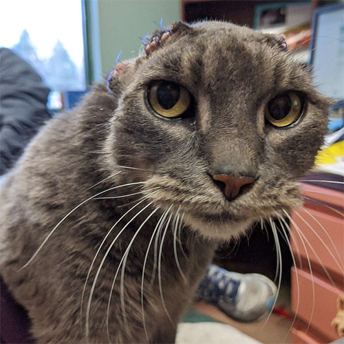 earless rescue tabby cat