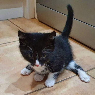 Meet The Adorable Kitten With A Rare Limb Deformity Who Needs Surgery ...