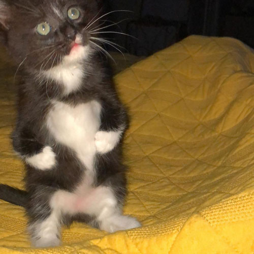 black and white rescue cat with radial hypoplasia