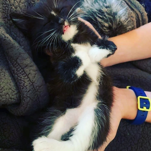 black and white rescue cat with radial hypoplasia