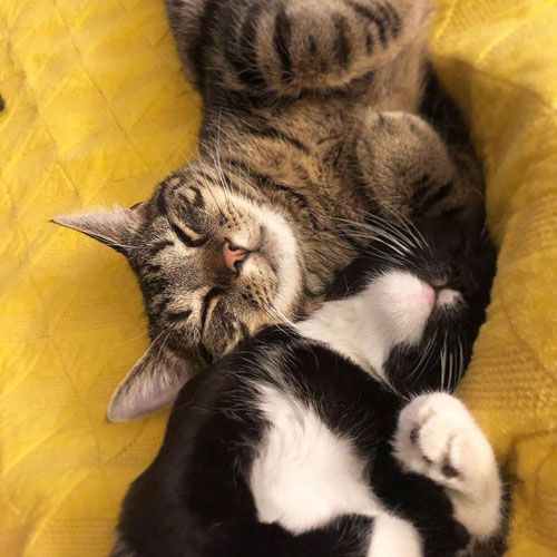 black and white rescue cat with radial hypoplasia