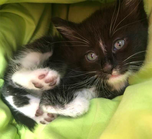 black and white rescue cat with radial hypoplasia