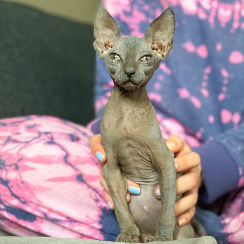 wobbly rescue sphynx cat with cerebellar hypoplasia