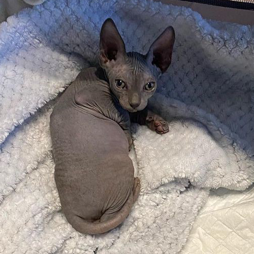 wobbly rescue sphynx cat with cerebellar hypoplasia