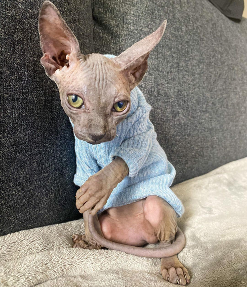 wobbly rescue sphynx cat with cerebellar hypoplasia