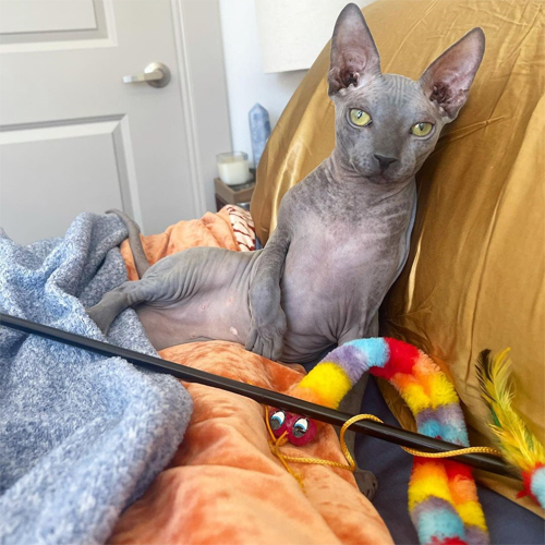 wobbly rescue sphynx cat with cerebellar hypoplasia