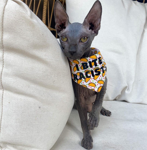 wobbly rescue sphynx cat with cerebellar hypoplasia