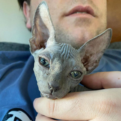 wobbly rescue sphynx cat with cerebellar hypoplasia