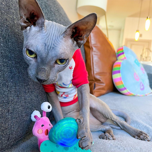 wobbly rescue sphynx cat with cerebellar hypoplasia