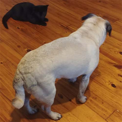black one eyed rescue cat