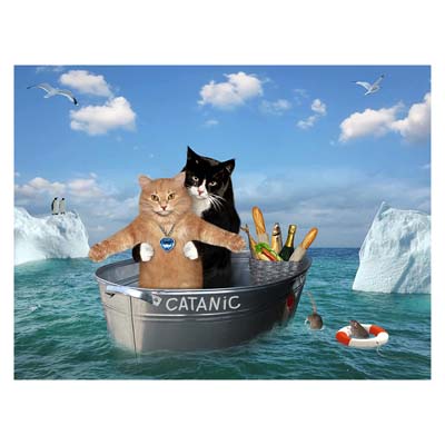 kitten and cat jigsaw puzzles