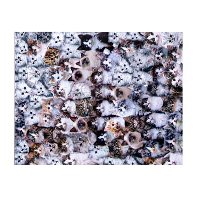 kitten and cat jigsaw puzzles