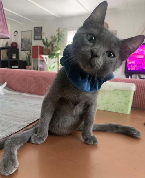 grey rescue kitten with paralysis and incontinence