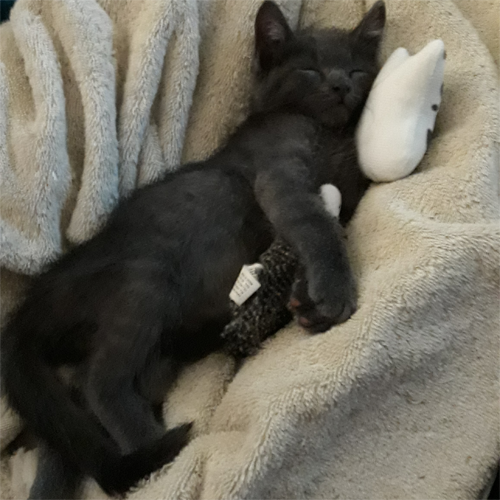 grey rescue kitten with paralysis and incontinence