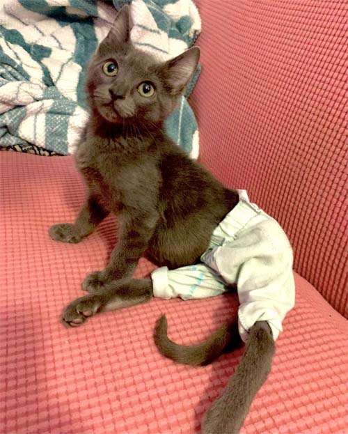 grey rescue kitten with paralysis and incontinence