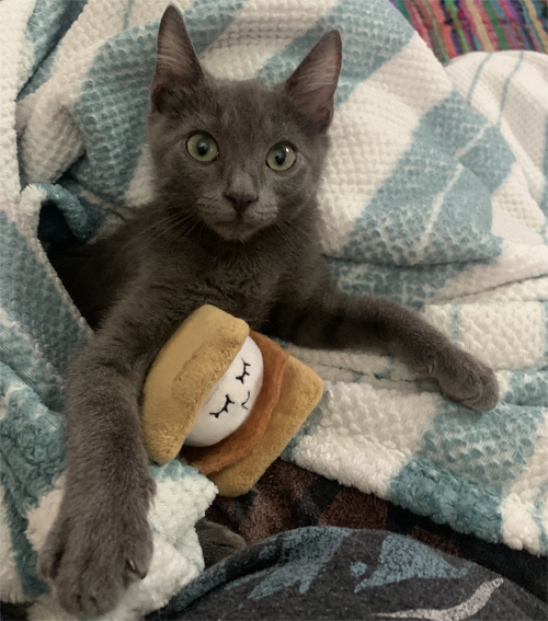 grey rescue kitten with paralysis and incontinence