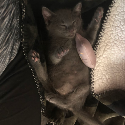 grey rescue kitten with paralysis and incontinence
