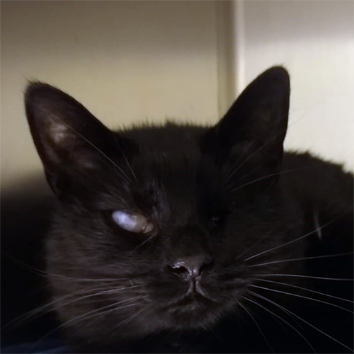 black one eyed rescue cat