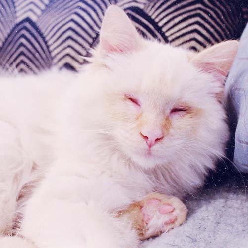 blind flame point siamese rescue cat