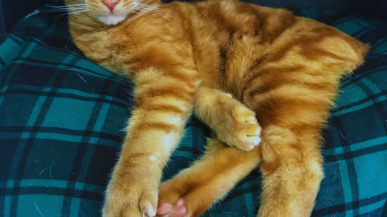 Sebastian Feature