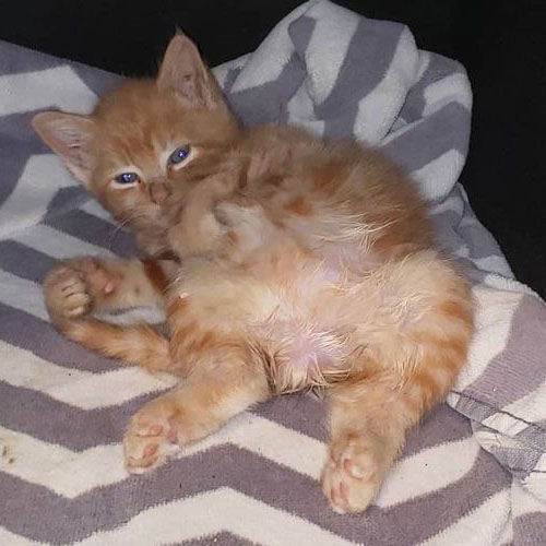 ginger rescue cat with paralysis and incontinence