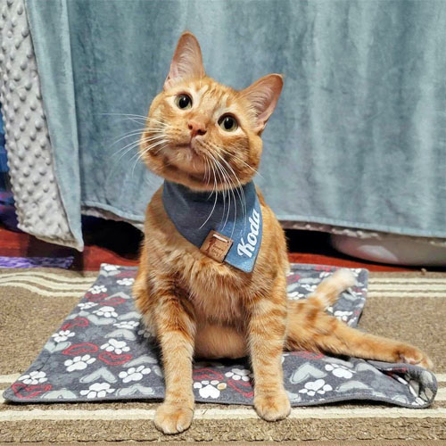 ginger rescue cat with paralysis and incontinence