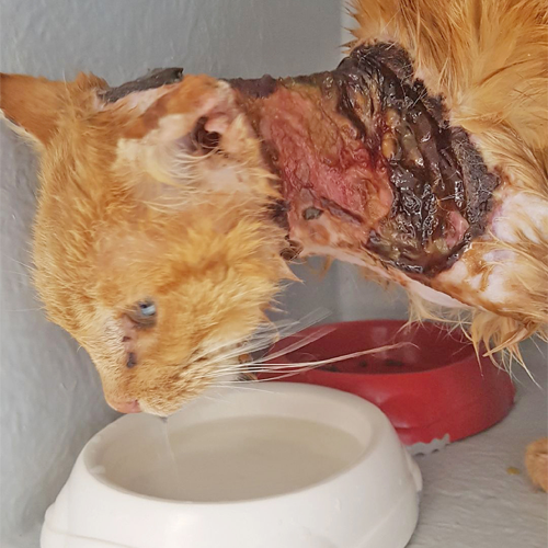 senior ginger rescue cat with FIV
