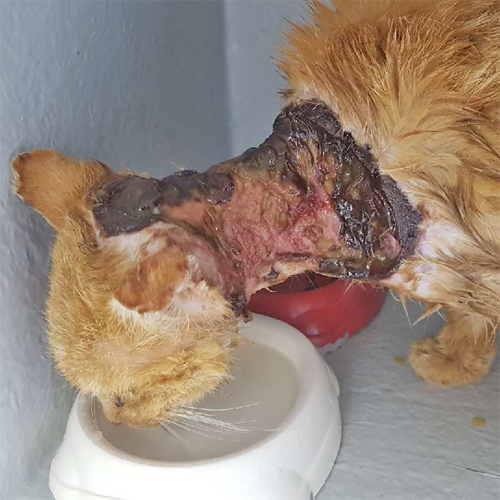 senior ginger rescue cat with FIV