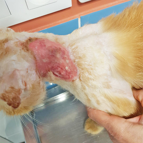 senior ginger rescue cat with FIV