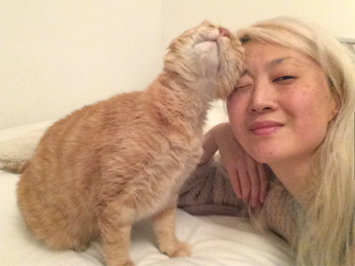 senior ginger rescue cat with FIV