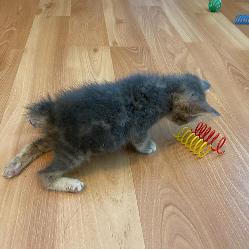 tabby rescue kitten with manx syndrome