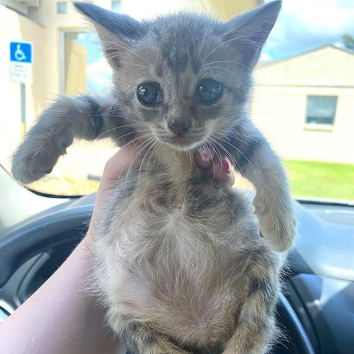 tabby rescue kitten with manx syndrome