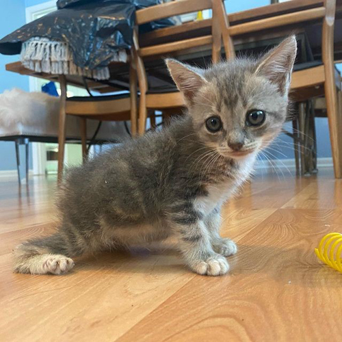 tabby rescue kitten with manx syndrome