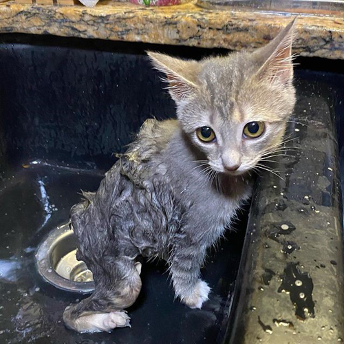 tabby rescue kitten with manx syndrome