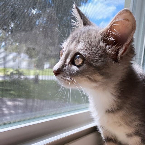 tabby rescue kitten with manx syndrome