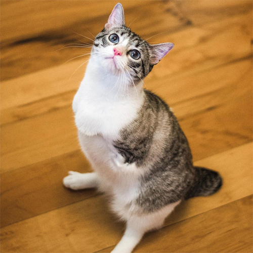 Meet The Gorgeous Two-legged Cat Who Has An Amazing Life Filled With ...