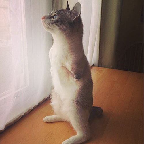 two-legged rescue cat
