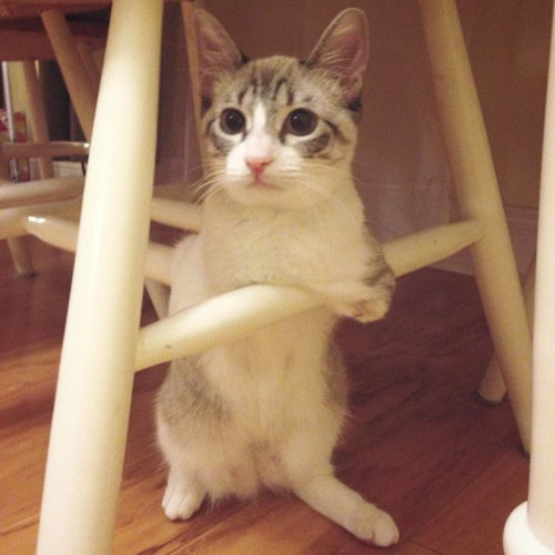two-legged rescue cat