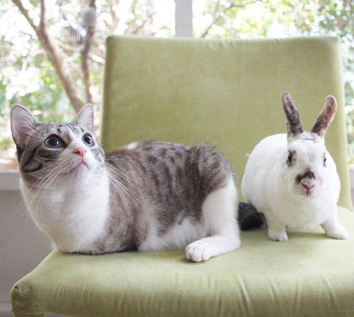 two-legged rescue cat
