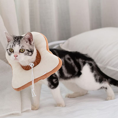 Fun And Functional E-collars, Soft Cones, And Elizabethan Collars Cats