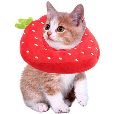 Fun And Functional E-collars, Soft Cones, And Elizabethan Collars Cats