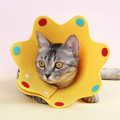 Fun And Functional E-collars, Soft Cones, And Elizabethan Collars Cats