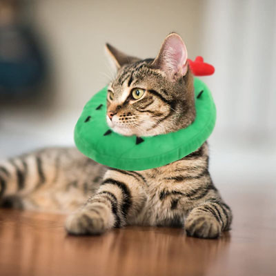Fun And Functional E-collars, Soft Cones, And Elizabethan Collars Cats