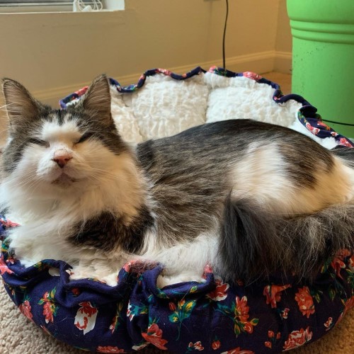 fluffy tabby and white blind rescue cat